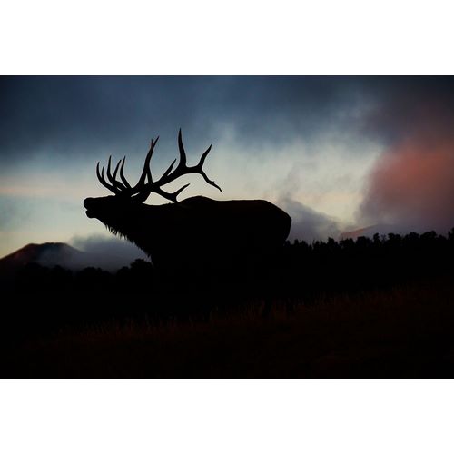 Bugling elk silhouetted against the Colorado Rocky Mountains
